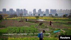 上海居民楼建筑工地附近的农田(2016年3月21日)