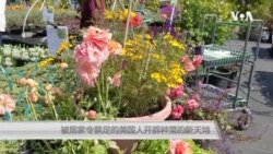 被居家令禁足的美国人开辟种菜的新天地 被居家令禁足的美国人开辟种菜的新天地