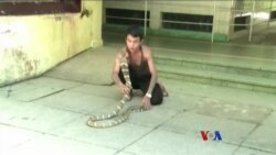 မြန်မာနိုင်ငံက မြွေအန္တရာယ် မြန်မာနိုင်ငံက မြွေအန္တရာယ်