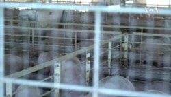 疫情加剧产业链危机 美国猪农:现在的困境前所未有 疫情加剧产业链危机 美国猪农:现在的困境前所未有