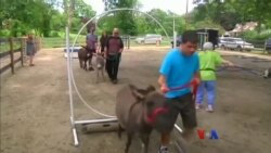 စိတ်ရောဂါတွေ သက်သာစေနိုင်တဲ့ မြည်း ကုထုံး စိတ်ရောဂါတွေ သက်သာစေနိုင်တဲ့ မြည်း ကုထုံး