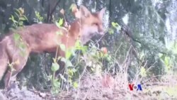 “အမေရိကန်လွှတ်တော်အမတ် မြေခွေးကိုက်” ထူးခြားဆန်းပြားသတင်းများ  “အမေရိကန်လွှတ်တော်အမတ် မြေခွေးကိုက်” ထူးခြားဆန်းပြားသတင်းများ