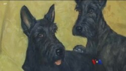 နယူးယောက်က ခွေးပြတိုက် နယူးယောက်က ခွေးပြတိုက်