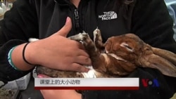 教学新招:课堂上的大小动物 教学新招:课堂上的大小动物