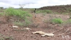 活动人士推动气候问题成为选举重要议题 活动人士推动气候问题成为选举重要议题