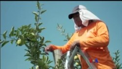 အမေရိကန် လူဝင်မှုစည်းမျဉ်းသစ်နဲ့ စိုက်ပျိုးရေးလုပ်သားအခက်အခဲ အမေရိကန် လူဝင်မှုစည်းမျဉ်းသစ်နဲ့ စိုက်ပျိုးရေးလုပ်သားအခက်အခဲ