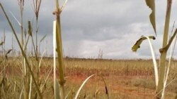 ရှမ်းမြောက်မြို့နယ်တချို့ ငမြောင်တောင်ပိုးကြောင့် စိုက်ခင်းတွေပျက်စီး ရှမ်းမြောက်မြို့နယ်တချို့ ငမြောင်တောင်ပိုးကြောင့် စိုက်ခင်းတွေပျက်စီး