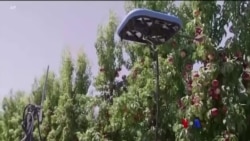 အစ္စရေး Tevel ကုမ္ပဏီရဲ့ သစ်သီးခူး စက်ရုပ်  အစ္စရေး Tevel ကုမ္ပဏီရဲ့ သစ်သီးခူး စက်ရုပ်