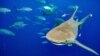 国际峰会批准保护鲨鱼，有可能大力减少鱼翅贸易