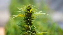 ထိုငျးနိုငျငံမှာ ဆေးခွောကျရောငျးဝယျအသုံးပွုမှု ကန့ျသတျခကြျမြား ဖွလြှေော့ ထိုငျးနိုငျငံမှာ ဆေးခွောကျရောငျးဝယျအသုံးပွုမှု ကန့ျသတျခကြျမြား ဖွလြှေော့