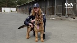 Історія пса на ім’я Байрактар, який попереджає про авіанальоти. Відео Історія пса на ім’я Байрактар, який попереджає про авіанальоти. Відео