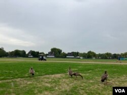 海德公里里正在觅食的雁群。远处三块巨幅屏幕正在搭建,女王葬礼的时候预计会有大批的市民聚集到这里 (美国之音/江玉)