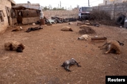 在这张2013年3月23日的图片中,在叙利亚一个村庄动物尸体遍布,居民称是几天前发生的化学武器袭击造成的。