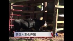 大农场还是小农场？ 