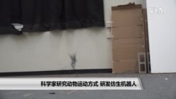 科学家研究动物运动方式 研发仿生机器人 科学家研究动物运动方式 研发仿生机器人