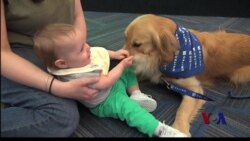 繁忙机场人狗亲近帮助减压 繁忙机场人狗亲近帮助减压