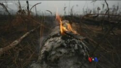 အမေဇုံတောမီး စစ်တပ်နဲ့ ငြိမ်းသတ်ဖို့ ကြိုးစားနေ အမေဇုံတောမီး စစ်တပ်နဲ့ ငြိမ်းသတ်ဖို့ ကြိုးစားနေ