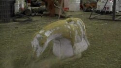 【美国学徒】牛仔爸爸“鸡娃”青春期女儿 【美国学徒】牛仔爸爸“鸡娃”青春期女儿