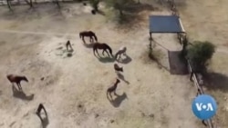 Africa's Donkeys Being Stolen for Chinese Medicine Africa's Donkeys Being Stolen for Chinese Medicine