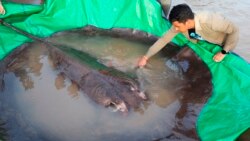 ကမ္ဘာ့အကြီးဆုံး ငါးလိပ်ကျောက် မဲခေါင်မြစ်မှာ ဖမ်းဆီးရမိ ကမ္ဘာ့အကြီးဆုံး ငါးလိပ်ကျောက် မဲခေါင်မြစ်မှာ ဖမ်းဆီးရမိ