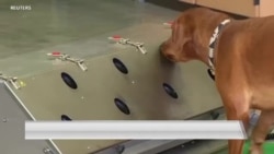 军犬通过训练可以帮助识别新冠病毒感染者吗? 军犬通过训练可以帮助识别新冠病毒感染者吗?