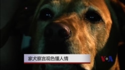 家犬察言观色懂人情 家犬察言观色懂人情