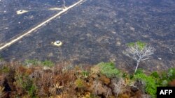 Вид з повітря на ділянки дощового лісу Амазонки, які було знищено полум'ям