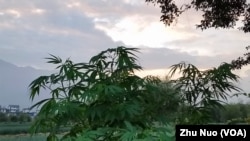 在中国云南,野生大麻随处可见。(2016年9月13,美国之音朱诺拍摄)