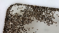 တက္ကဆက်စ်ပြည်နယ်မှာ ဇီကာဗိုင်းရပ်စ်ကြောင့် မွေးကင်းစကလေး သေဆုံး တက္ကဆက်စ်ပြည်နယ်မှာ ဇီကာဗိုင်းရပ်စ်ကြောင့် မွေးကင်းစကလေး သေဆုံး