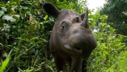 တောရိုင်းတိရစ္ဆာန် မှောင်ခိုမှု ဟန့်တားဖို့ အရှေ့တောင်အာရှကို WWF တိုက်တွန်း တောရိုင်းတိရစ္ဆာန် မှောင်ခိုမှု ဟန့်တားဖို့ အရှေ့တောင်အာရှကို WWF တိုက်တွန်း