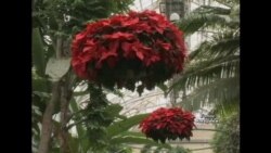 На Різдво - до ботсаду На Різдво - до ботсаду