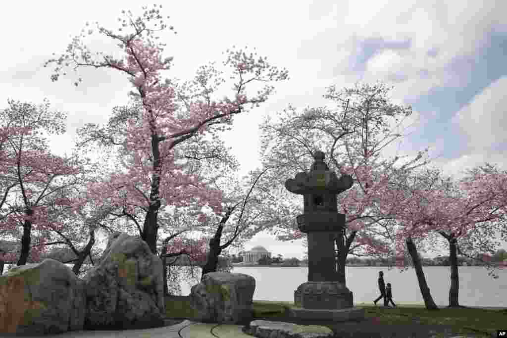 潮汐湖畔,樱花树下, 有一个古老的、用石头砌成的宝塔形状的灯。那是日本1954年送给美国的礼物。每年樱花节,这盏石头灯都被点亮。(2018年4月2日)