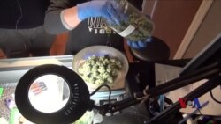 科罗拉多大麻合法化以后 科罗拉多大麻合法化以后