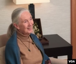 英国灵长类学专家古道尔接受美国之音采访(美国之音许湘筠拍摄)