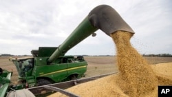 资料照:美国大豆。