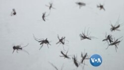 ငှက်ဖျားရောဂါ သတိပြုပါ ငှက်ဖျားရောဂါ သတိပြုပါ