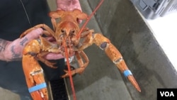 资料照片:缅因州的活龙虾