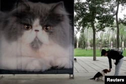 资料照:一名女子在北京一个公园里树立的猫粮广告旁与她的宠物狗玩耍。