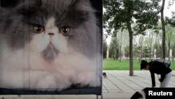 资料照:一名女子在北京一个公园里树立的猫粮广告旁与她的宠物狗玩耍。