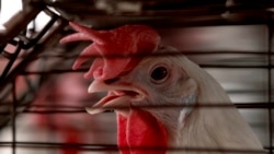 လူကူးတဲ့ ပြင်းထန်ကြက်ငှက်တုပ်ကွေး အသွင်ပြောင်းနေ လူကူးတဲ့ ပြင်းထန်ကြက်ငှက်တုပ်ကွေး အသွင်ပြောင်းနေ