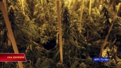 Du học sinh Việt Nam trồng cần sa ở Úc đối diện nguy cơ bị trục xuất Du học sinh Việt Nam trồng cần sa ở Úc đối diện nguy cơ bị trục xuất