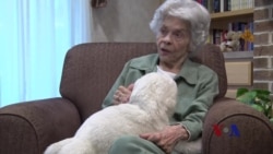 养老院新宠:抚慰心灵的机器海豹 养老院新宠:抚慰心灵的机器海豹