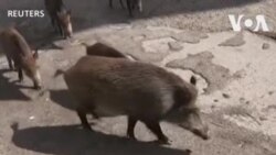 ရောမမြို့ထဲ တောဝက်ဝင် ရောမမြို့ထဲ တောဝက်ဝင်