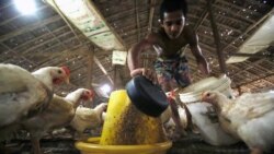 စိုက်ပျိုးမွေးမြူရေးကဏ္ဍ ဦးစားပေးထောက်ပံ့ဖို့ လုပ်ငန်းအဖွဲ့ အကြံပြု စိုက်ပျိုးမွေးမြူရေးကဏ္ဍ ဦးစားပေးထောက်ပံ့ဖို့ လုပ်ငန်းအဖွဲ့ အကြံပြု