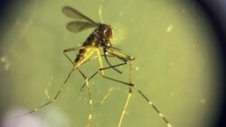 သွေးလွန်တုပ်ကွေး တိုက်ဖျက်ရေး အားလုံးပါဝင်ဖို့ WHO နှိုးဆော် သွေးလွန်တုပ်ကွေး တိုက်ဖျက်ရေး အားလုံးပါဝင်ဖို့ WHO နှိုးဆော်