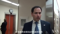 佛罗里达州共和党籍参议员鲁比奥 佛罗里达州共和党籍参议员鲁比奥