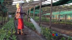 ကျန်းမာရေးအတွက် သဘာဝစားသောက်ကုန် ကျန်းမာရေးအတွက် သဘာဝစားသောက်ကုန်