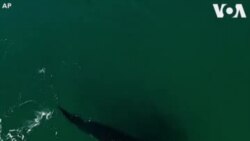 စူးစမ်းချင်တဲ့ဝေလငါးလေး လူအနားမှာ ဆော့ကစား စူးစမ်းချင်တဲ့ဝေလငါးလေး လူအနားမှာ ဆော့ကစား