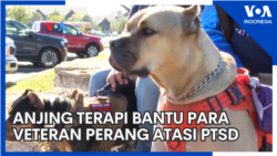 Anjing Terapi Bantu Para Veteran Perang atasi PTSD Anjing Terapi Bantu Para Veteran Perang atasi PTSD