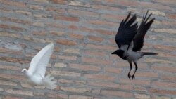 ယမ်းငွေ့ဝေဆဲ ငြိမ်းချမ်းရေး ယမ်းငွေ့ဝေဆဲ ငြိမ်းချမ်းရေး